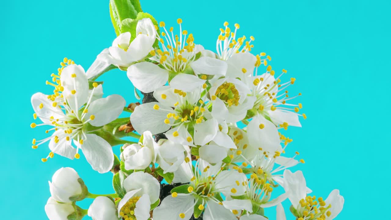 봄의 꽃: 꽃이 푸른 배경에 꽃을 피우는 꽃의 가지에 꽃이 피는 꽃, 타임 스 4k 비디오