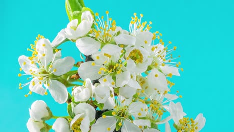 las flores de primavera. las flores de ciruela en una rama de ciruelas florecen sobre un fondo azul. video de lapso de tiempo 4k.
