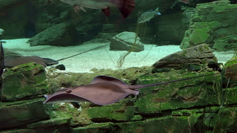 Mantarraya-Bajo-El-Agua-Deslizándose.-Vida-Silvestre-En-Cautiverio