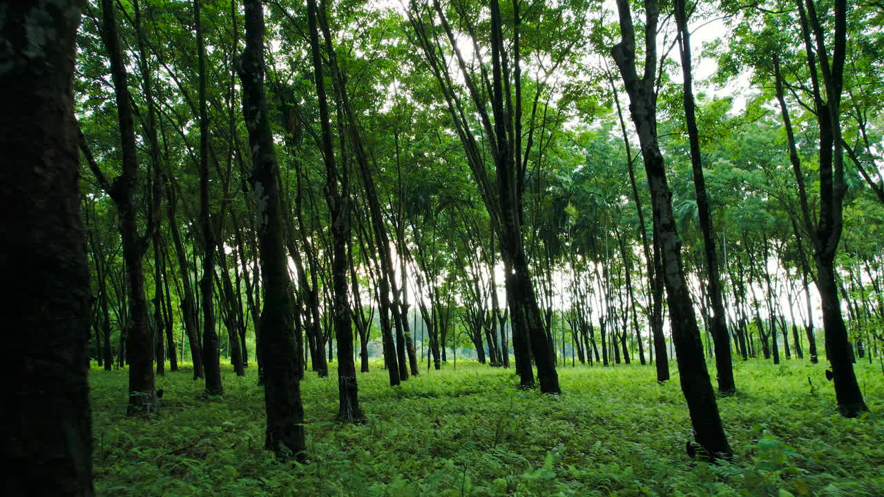 внутренний снимок огромных джунглей в непале