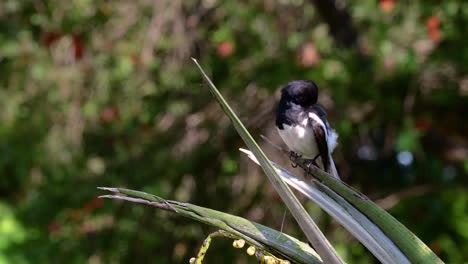 Das-Orientalische-Elsternrotkehlchen-Ist-Ein-In-Thailand-Sehr-Verbreiteter-Sperlingsvogel,-In-Dem-Er-überall-Zu-Sehen-Ist