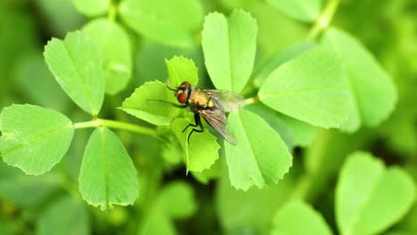 Statisches-Nahaufnahme-Makrovideo-Einer-Fliege-Auf-Einem-Blatt