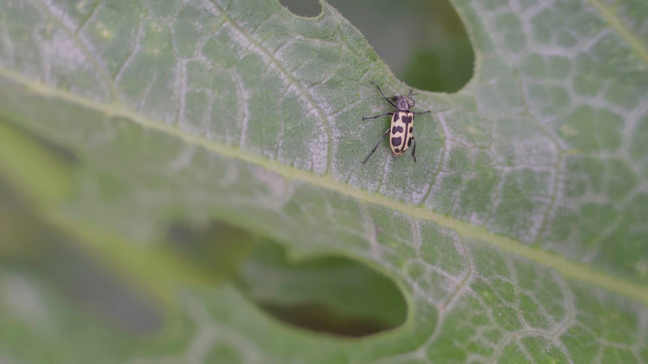 primer plano de un insecto astylus atromaculatus en una planta de calabacín