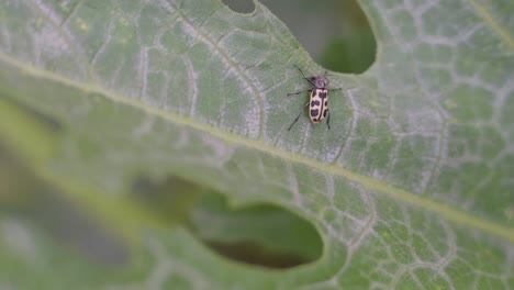 Closeup-of-an-Astylus-atromaculatus-bug-on-a-zucchini-plant