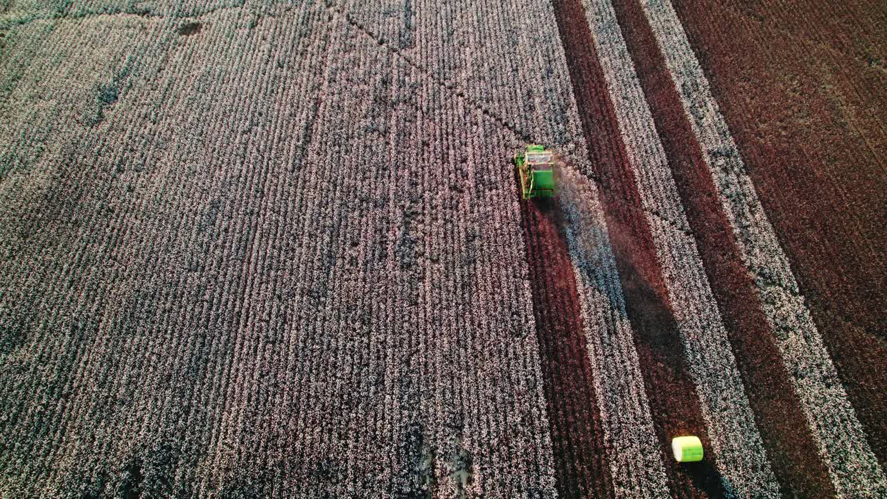 una antena de establecimiento única que revela la cosecha del recolector de algodón al atardecer