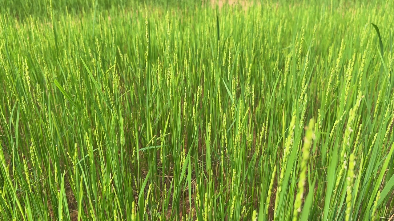 Close-up of lush green rice plants in early growth stage in an agricultural field, symbolizing farming and food production.