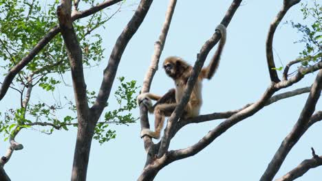 white-handed gibbon, hylobates lar, female