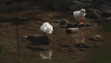 Schneegänse,-Die-Sich-Am-Wissahickon-Creek-Sonnen-Und-Reinigen