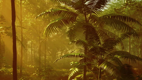 sunrays filtering through the misty jungle