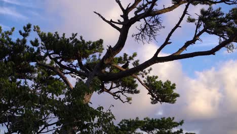 Black-crow-sitting-on-silhouetted-tree-at-sunrise-against-blue-and-cloudy-sky---SLOW-MOTION-view