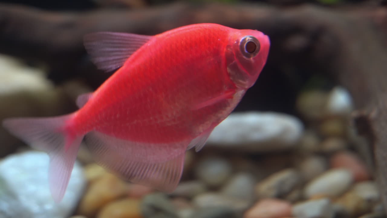 glofish tetra genéticamente modificado a la luz del día
