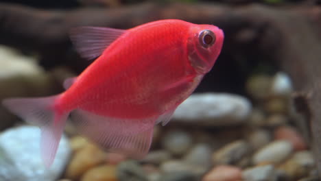 genetically modified glofish tetra in daylight