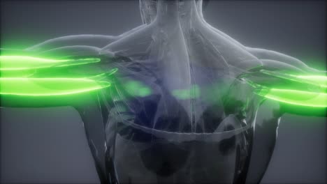 tríceps - mapa de la anatomía muscular visible