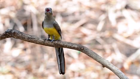 el trogón de pecho naranja es un ave confiada de tamaño mediano que se encuentra en tailandia
