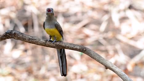 the orange-breasted trogon is a confiding medium size bird found in thailand