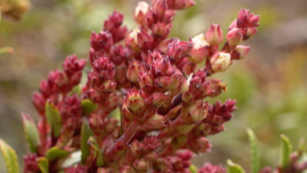Sedum Anglicum Plant In The Mountains Of South Island, New Zealand - Close Up
