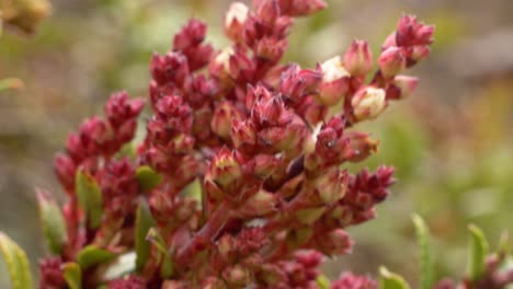 sedum anglicum plant in the mountains of south island, new zealand - close up