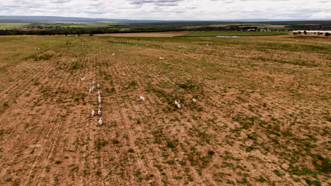 un rebaño de ganado blanco corre a través de un campo abierto bajo un cielo nublado