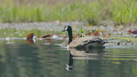 Tiro-De-Seguimiento-De-Ganso-Canadiense-Nadando-En-El-Lago-En-Un-Día-Soleado