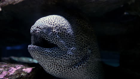 fish in the tank at the aquarium