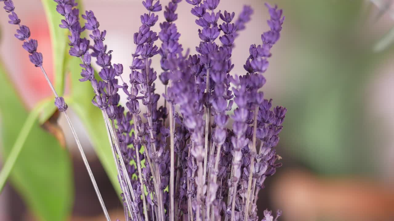 primer plano de un ramo de lavanda seca