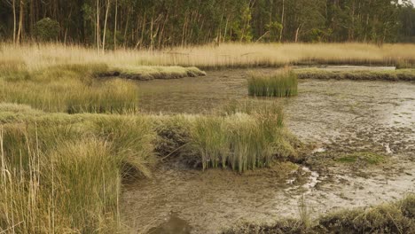 4k muddy river bed in a low tide with some water flowing down the river to the ocean