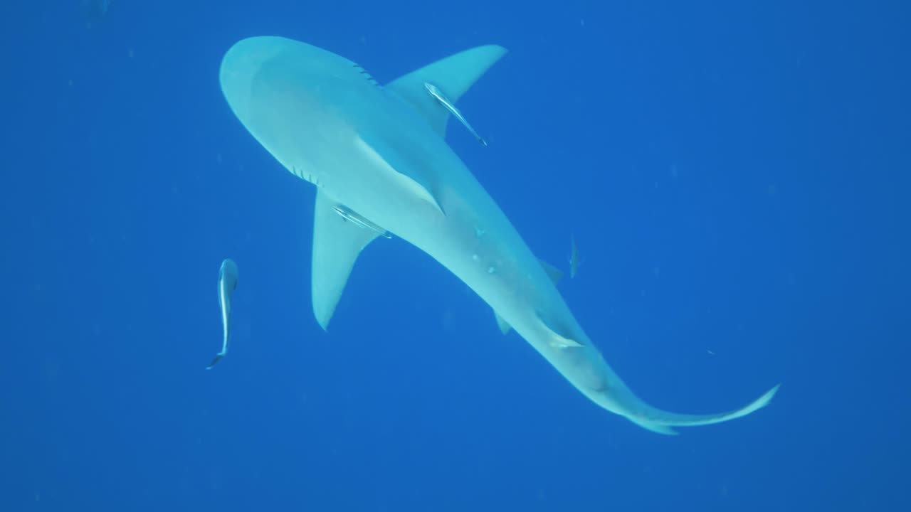 Single shark glides effortlessly through clear tropical ocean water with a remora fish beneath