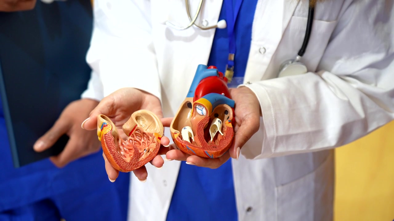 Doctor Explaining Human Heart Anatomy Model to Medical Student