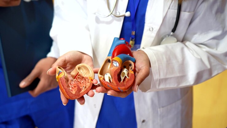 Doctor Explaining Human Heart Anatomy Model to Medical Student