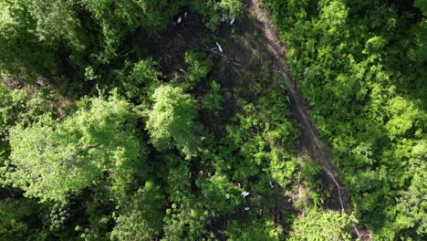 bird's eye view of an inhospitable area with undergrowth and animals exploring