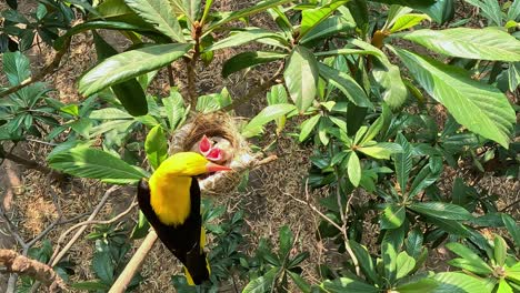 Oropéndola-Pájaro-Macho-Alimentando-A-Los-Polluelos-En-El-Nido