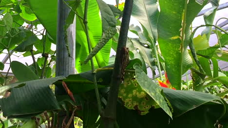 toma en cámara lenta de una mariposa azul real tomando vuelo de una rama con fondo de hojas de plátano verde