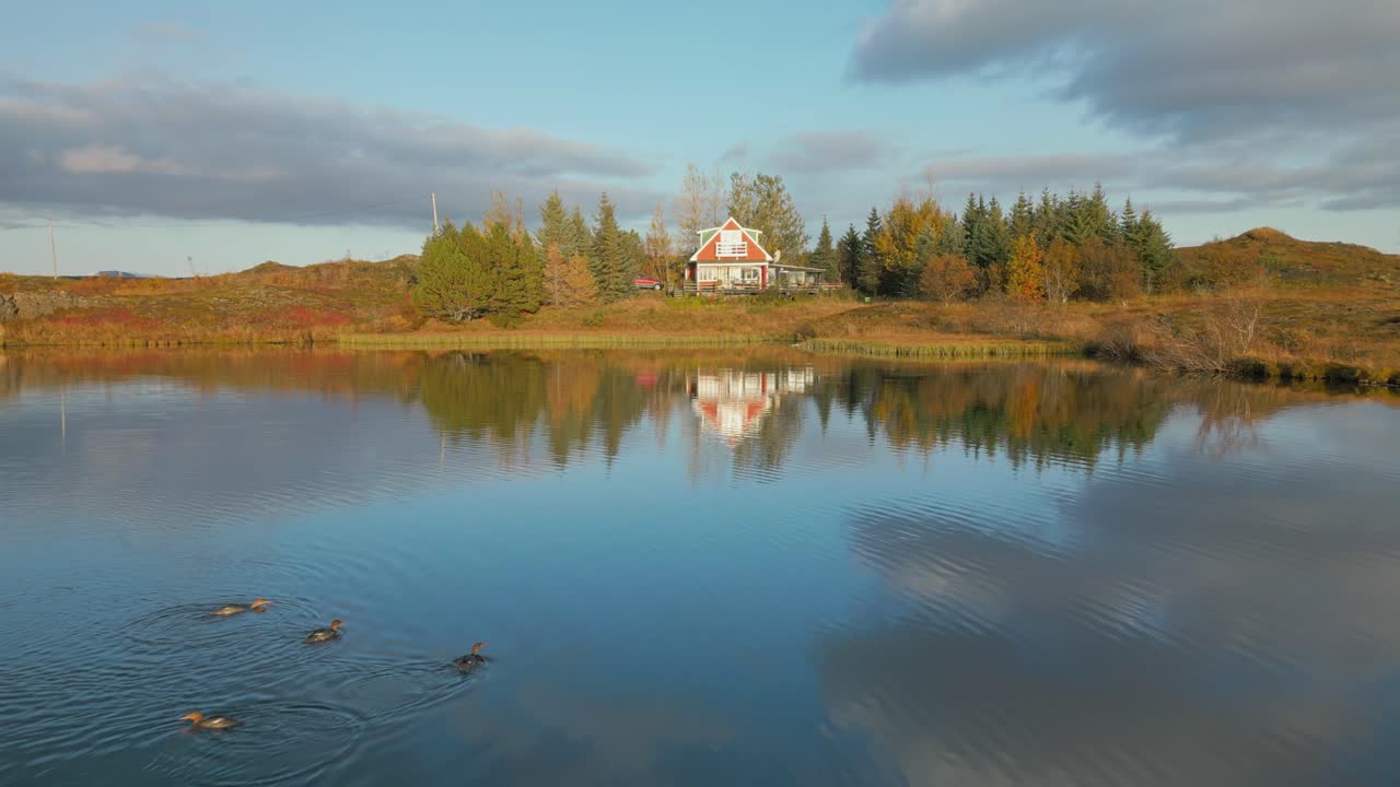 Lake house soaked in sunset, wild ducks swimming in shallow water