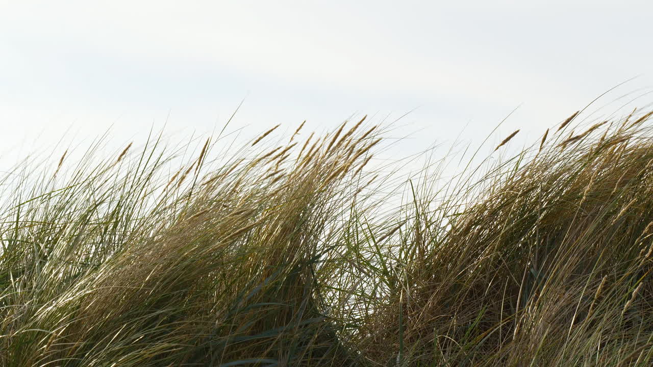 высокие пляжные травы, сгибающиеся на ветру под ярким небом, вызывают чувство спокойствия и уединения.
