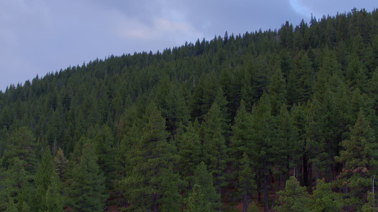 Pull back and tilt down over Douglas Fir trees on a mountainside in Reno, Nevada near Lake Tahoe on a beautiful and moody winter day
