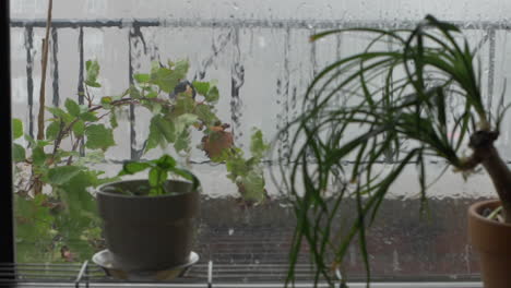 rainy day view from apartment window