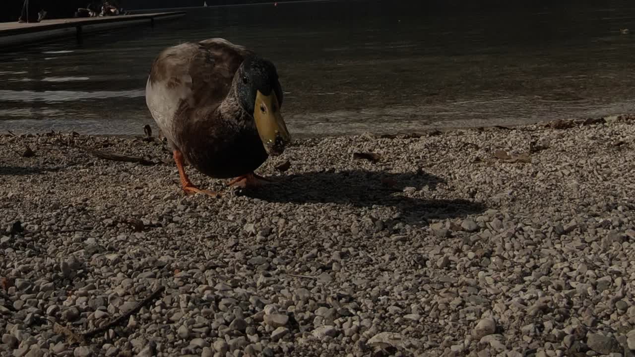 호수 연못에서 먹는 청둥오리의 클로즈업