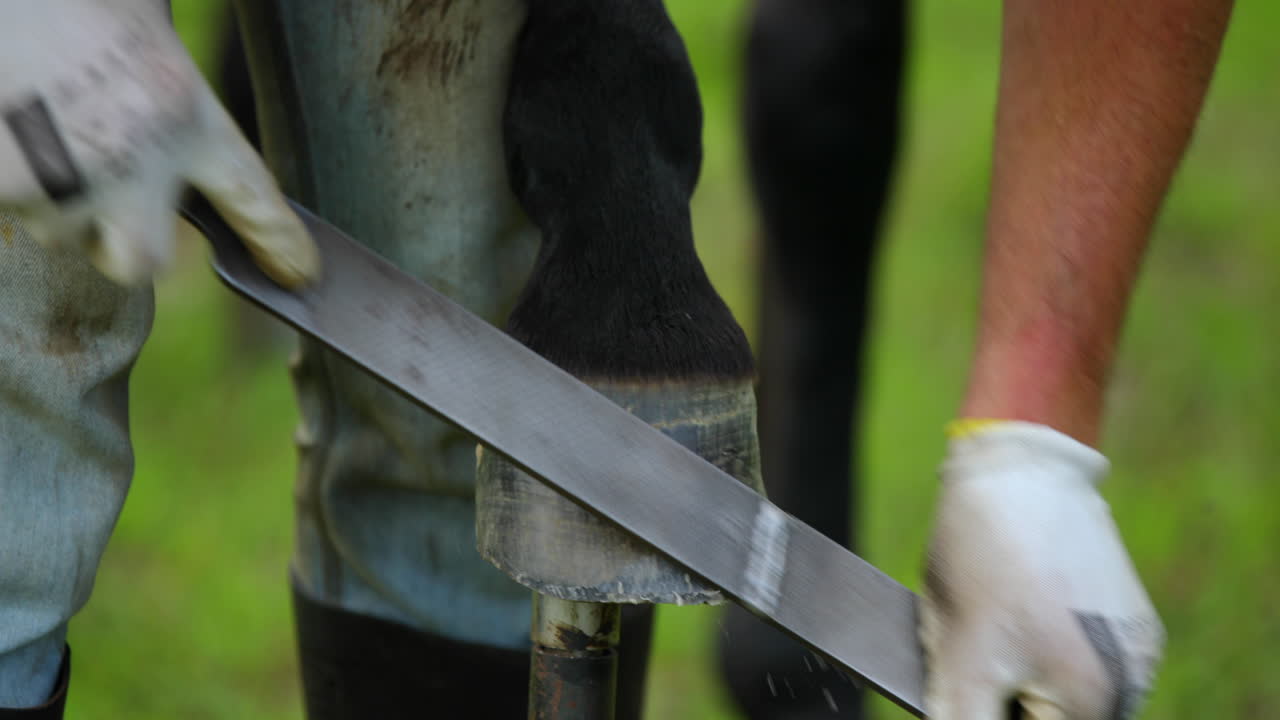 pezuña de caballo y su ajuste manual y tratamiento con lima de esmerilado