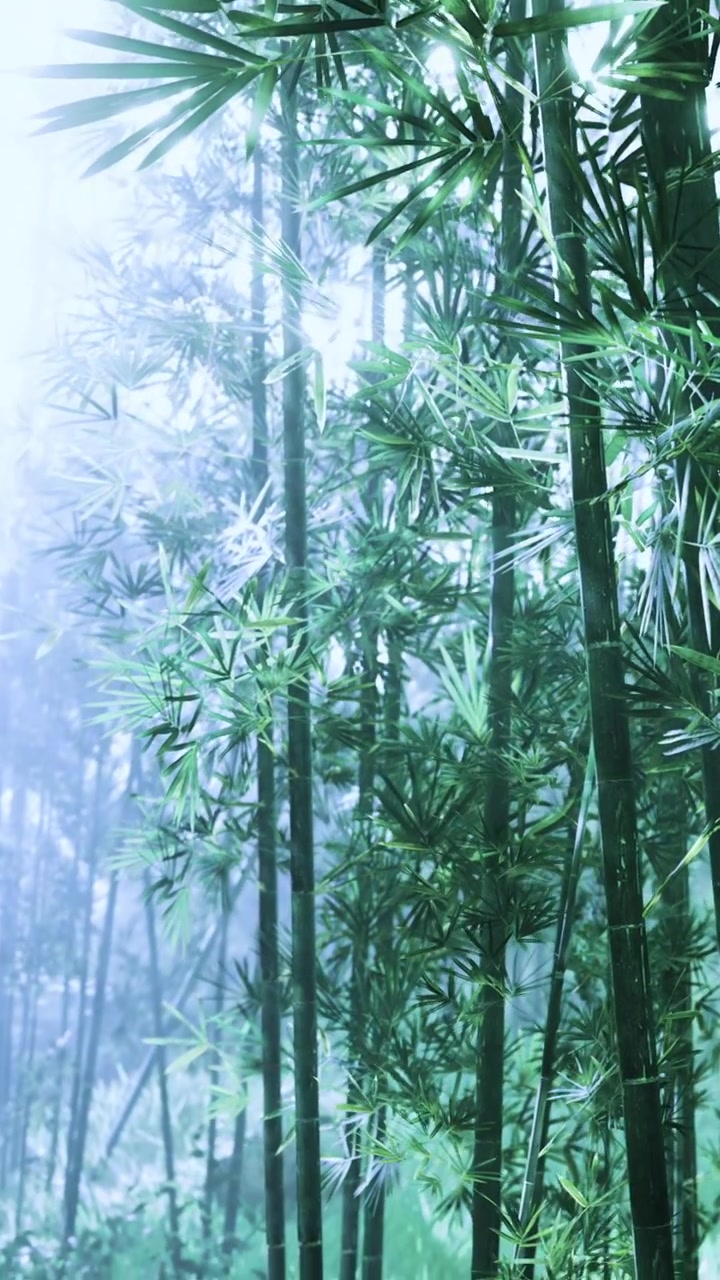 Foresta di bambù con nebbia di giorno in un ambiente naturale tranquillo