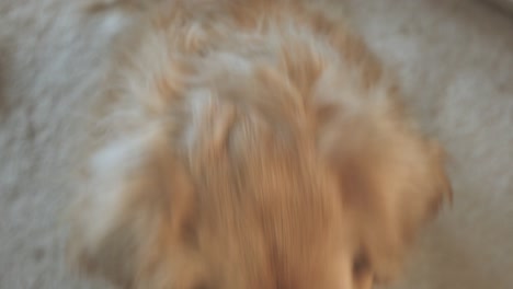 closeup of golden retriever dog looking at camera