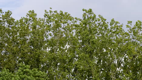 A-strong-wind-blowing-through-tall-trees-in-full-leaf-as-Crows-fly-in-to-their-nests,-Worcestershire,-England