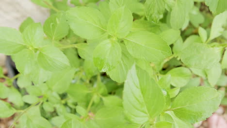 top down view of basil plant