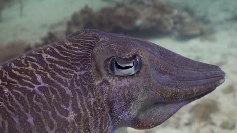 cuttlefish closeup shot of head and eyes in phuket, thailand