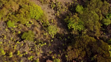 Vibrant-green-plants-on-Tenerife-with-stone-walls,-aerial-top-down-view