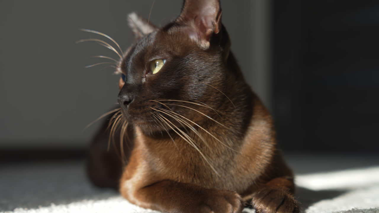 Burmese cat. Brown house cat lying on the carpet, looking at the camera and squinting. Pleased and lazy mood.