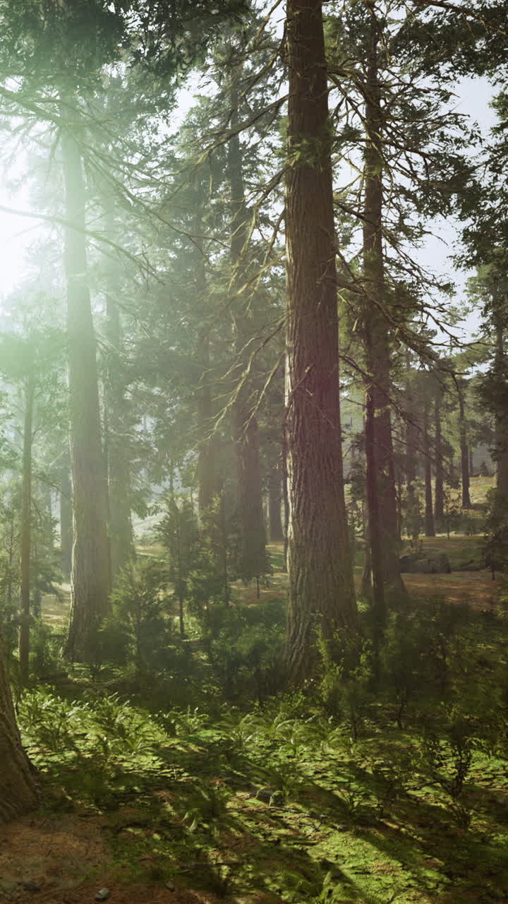 La luce del sole filtra attraverso alberi ad alto fusto in una fitta foresta durante le ore mattutine