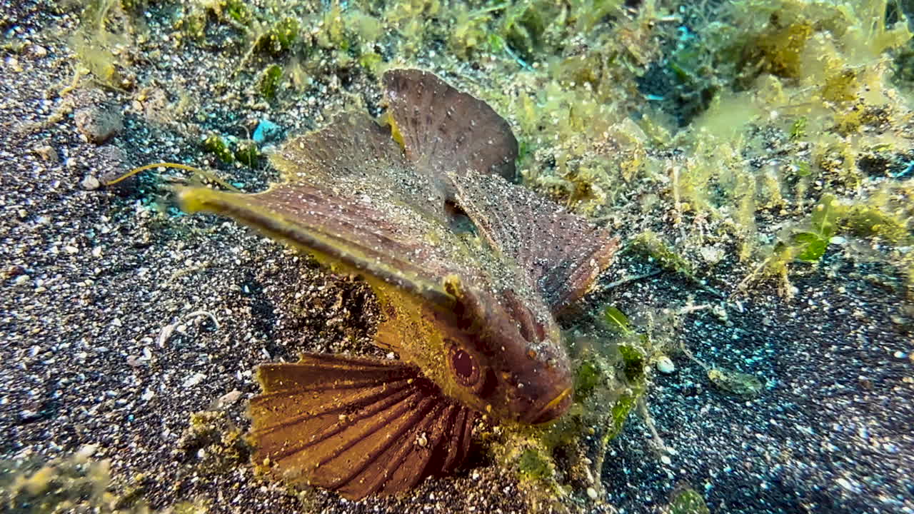 카카투 와스프피쉬 는 부분적 으로 해조류 로  ⁇ 인 모래 바닥 을 가로질러 걸어다닌다