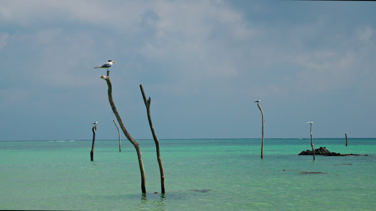 Charranes en un océano tropical