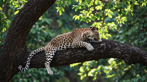 leopard resting on a tree branch