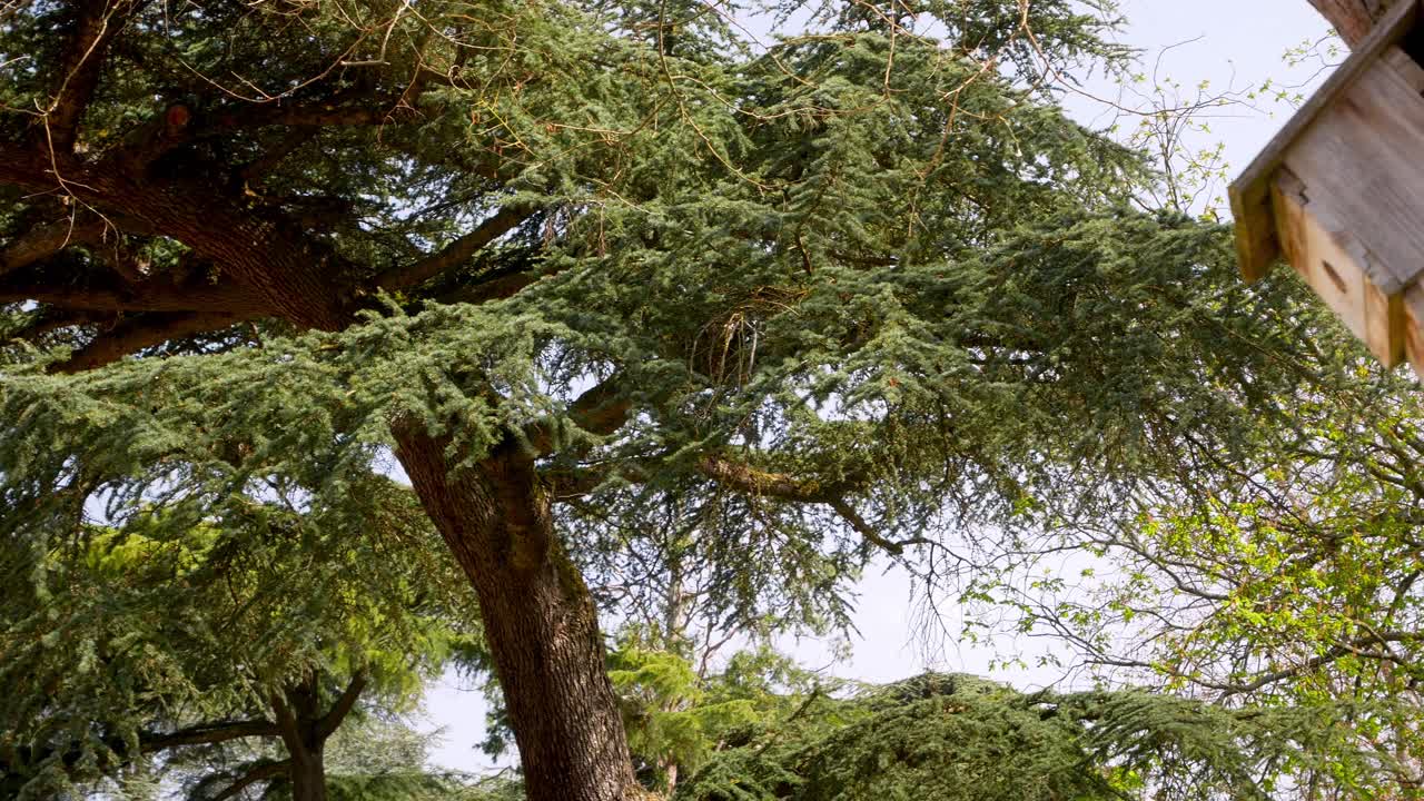 casa de pájaros en un árbol
